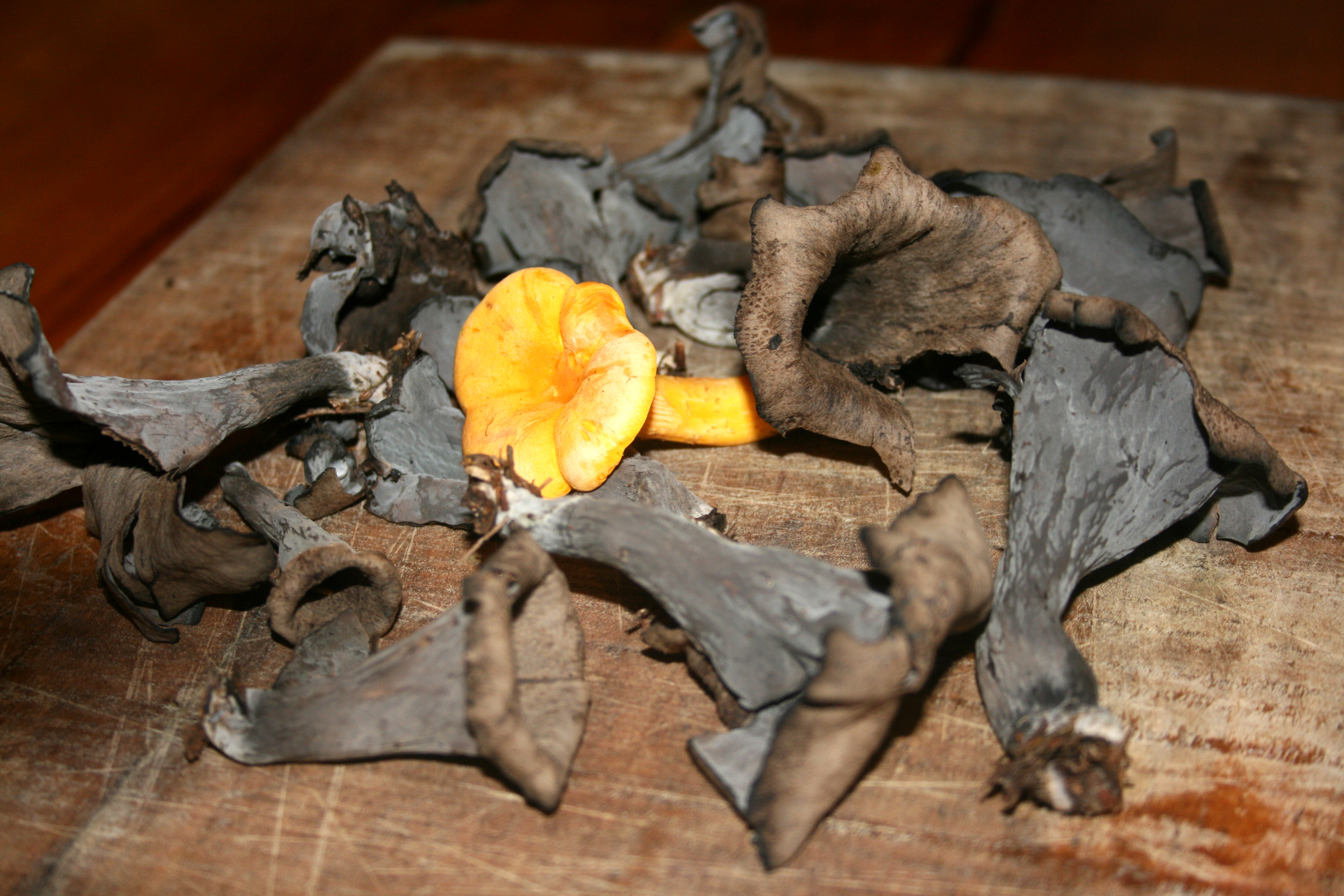 chanterelle and black trumpets