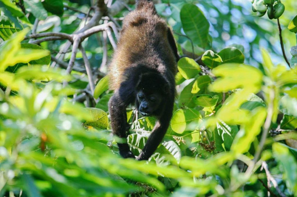 Costa Rica howler monkey
