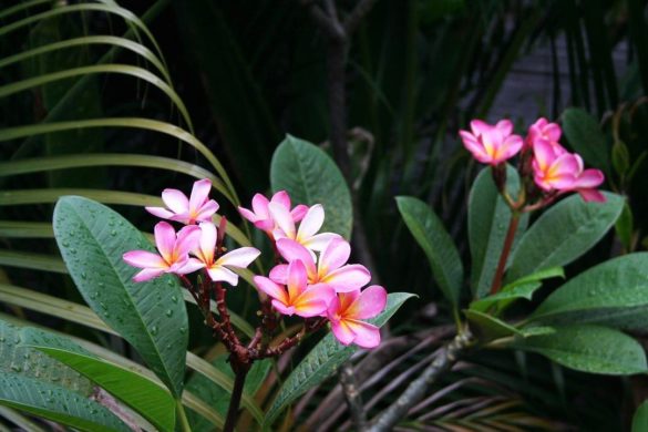 Bali flowers