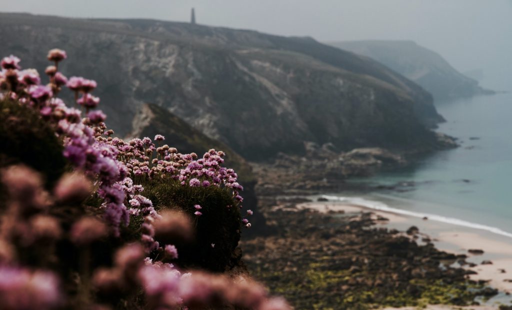 Purple flowers on the coast path overlooking the sea