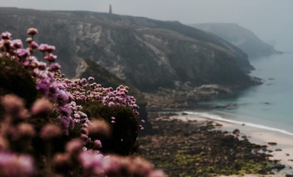 coast path in spring with purple flowers